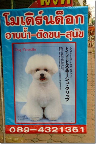 poodle